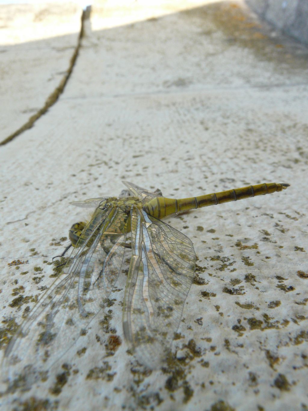 aiuto identificazione: Orthetrum cancellatum